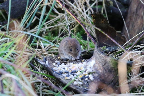 Bank Vole