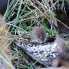 View the image: Bank Vole