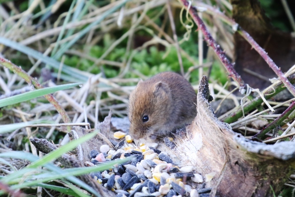 Bank Vole