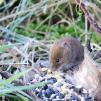 View the image: Bank Vole