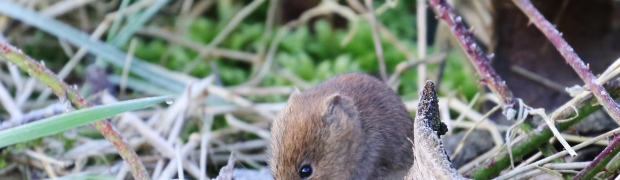 Bank-Vole:
Bank Vole