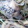 View the image: Bank Vole