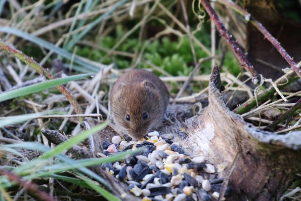 Bank Vole