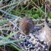 View the image: Bank Vole