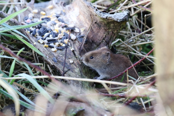 Bank Vole