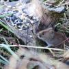 View the image: Bank Vole