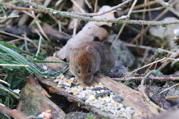 Bank Vole