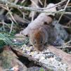 View the image: Bank Vole