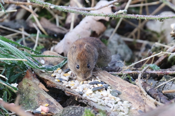 Bank Vole