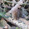 View the image: Bank Vole