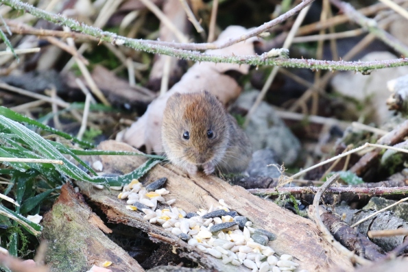 Bank Vole