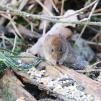 View the image: Bank Vole