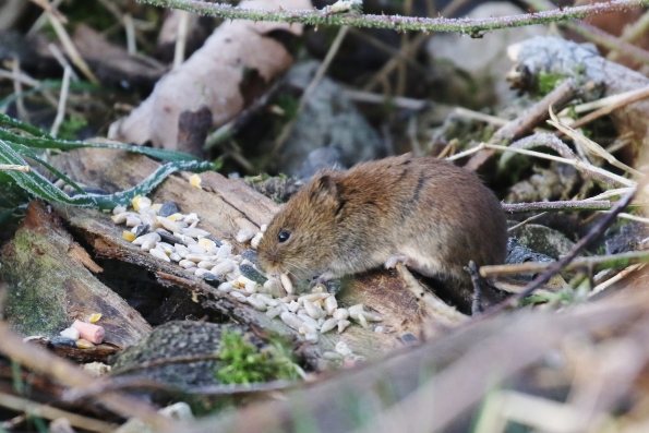 Bank Vole