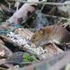 View the image: Bank Vole