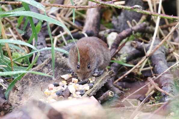 Bank Vole