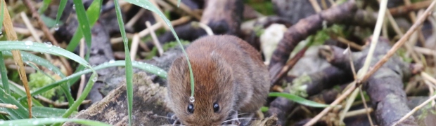 Kiveton Community Woodland:
Bank-Vole:
Bank Vole