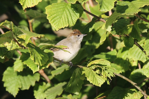 Blackcap female/juvenile