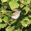 View the image: Blackcap female/juvenile