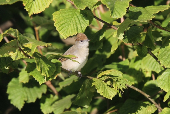 Blackcap female/juvenile