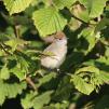 View the image: Blackcap female/juvenile