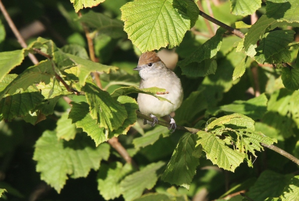 Blackcap female/juvenile