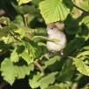 View the image: Blackcap female/juvenile