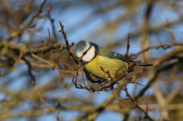 Blue Tit