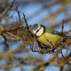 View the image: Blue Tit