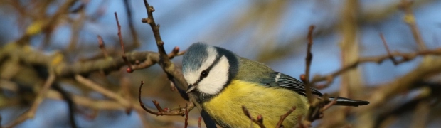 Blue Tit:
Blue Tit