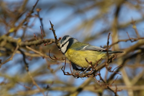 Blue Tit