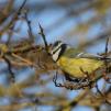 View the image: Blue Tit