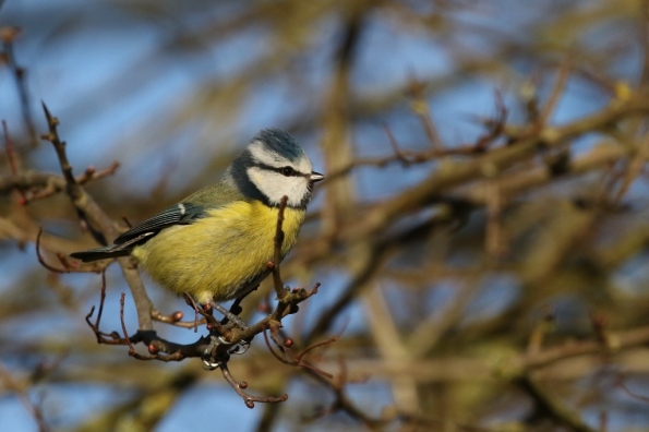 Blue Tit