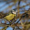 View the image: Blue Tit