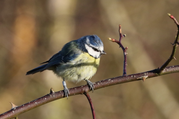 Blue Tit