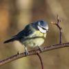 View the image: Blue Tit