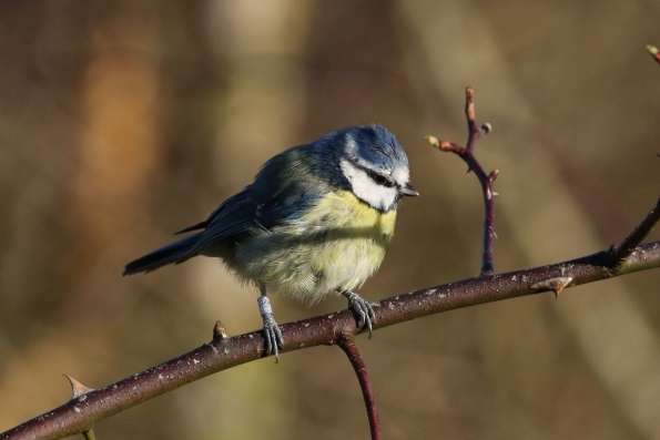 Blue Tit