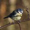 View the image: Blue Tit