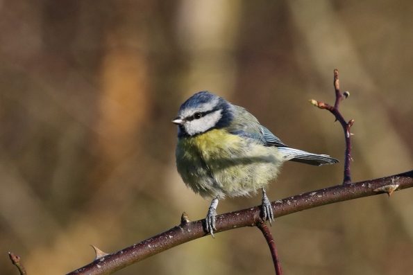 Blue Tit