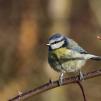 View the image: Blue Tit