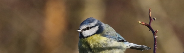 Kiveton Community Woodland:
Blue Tit:
Blue Tit
