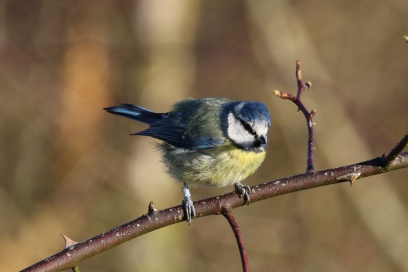 Blue Tit