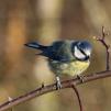 View the image: Blue Tit