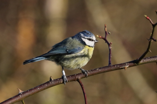 Blue Tit