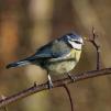 View the image: Blue Tit