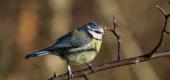 View the Album: Blue Tit
 20 images