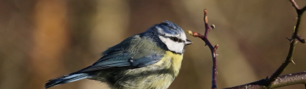 Blue Tit:
Blue Tit