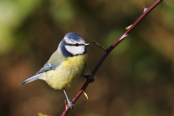 Blue Tit