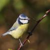 View the image: Blue Tit