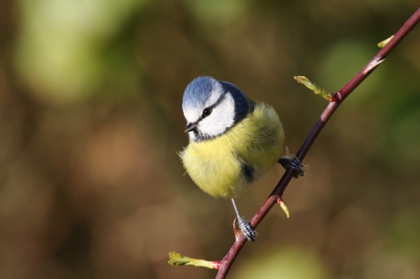 Blue Tit