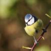 View the image: Blue Tit